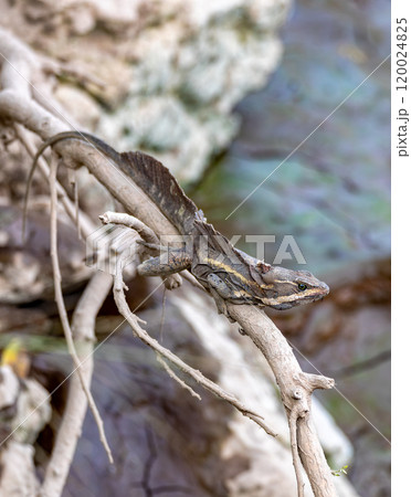 The common basilisk, Basiliscus basiliscus. Tarcoles, Puntarenas, Costa Rica wildlife 120024825