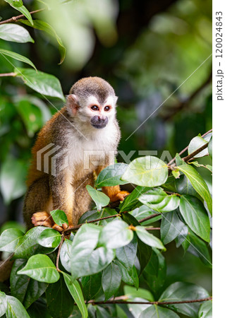 Central American squirrel monkey, Saimiri oerstedii, Quepos, Costa Rica wildlife Central American squirrel monkey, Saimiri oerstedii, Quepos, Costa Rica wildlife 120024843