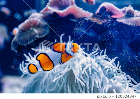 Close-up view of a clownfish swimming near a vibrant coral reef 120024847