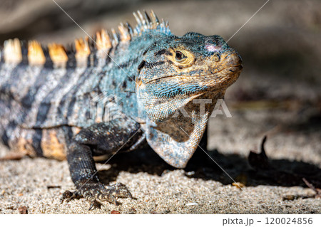 Black spiny-tailed iguana, Ctenosaura similis, Manuel Antonio National Park, Costa Rica wildlife 120024856