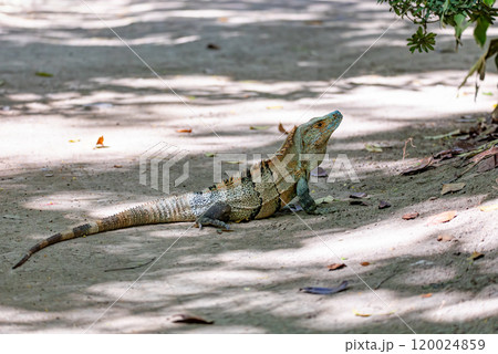 Black spiny-tailed iguana (Ctenosaura similis), Curu Wildlife Reserve, Costa Rica wildlife 120024859