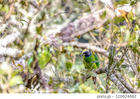Emerald toucanet - Aulacorhynchus prasinus, San Gerardo, Costa Rica 120024862