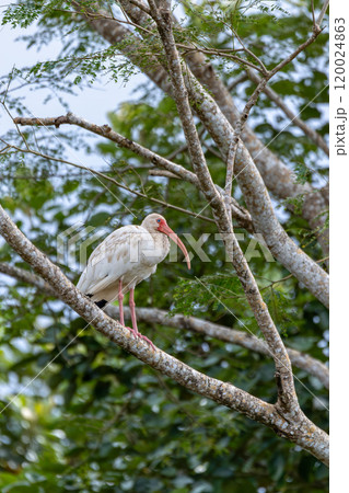 American white ibis juvenile (Eudocimus albus). Rio Tarcoles. Wildlife and birdwatching in Costa Rica. American white ibis juvenile (Eudocimus albus). Rio Tarcoles. Wildlife and birdwatching in Costa Rica. 120024863