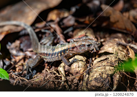 Rainbow ameiva, (Holcosus undulatus). Lizard in the family Teiidae. Manuel Antonio National Park, Costa Rica wildlife. Rainbow ameiva, (Holcosus undulatus). Lizard in the family Teiidae. Manuel Antonio National Park, Costa Rica wildlife. 120024870