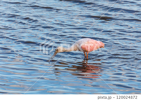 Spoonbill (Platalea ajaja), beautiful pink bird, Tarcoles, Costa Rica 120024872