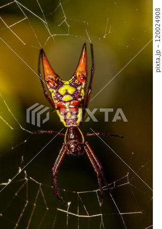 Micrathena, spiny orb-weaver spiders. Curu Wildlife Reserve, Costa Rica wildlife. 120024908