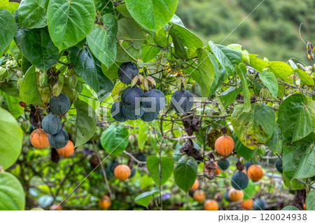 Passiflora ligularis, commonly known as the sweet granadilla or grenadia. Passiflora ligularis, commonly known as the sweet granadilla or grenadia. 120024938