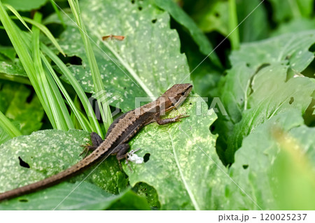 カナヘビ カナヘビ 120025237