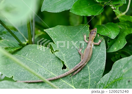 カナヘビ カナヘビ 120025240