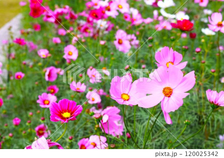 ピンク色のコスモスの花が咲いています ピンク色のコスモスの花が咲いています 120025342
