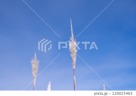 青空とふわふわな草 青空とふわふわな草 120025465