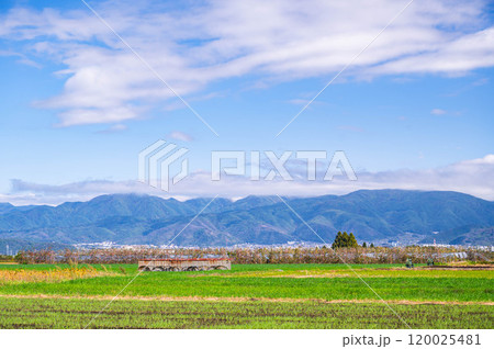 秋のリンゴの木と山岳風景　松本市 120025481