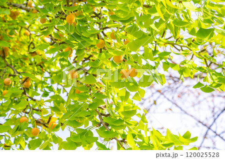 銀杏の実 120025528