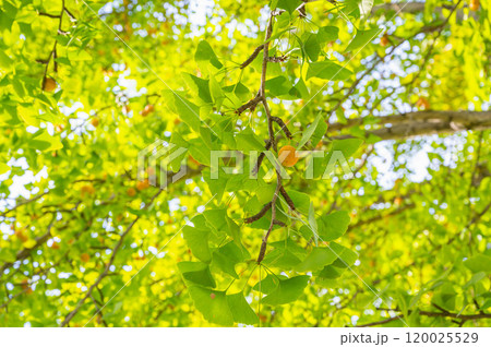 銀杏の実 120025529