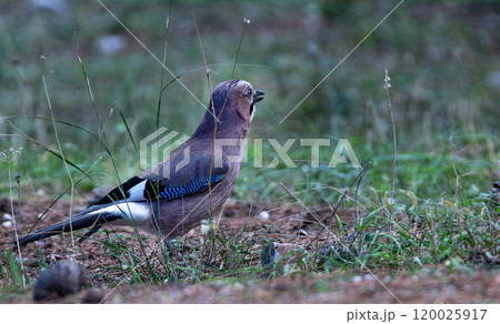 Eurasian Jay (garrulus glandarius) foraging for acorns Eurasian Jay (garrulus glandarius) foraging for acorns 120025917