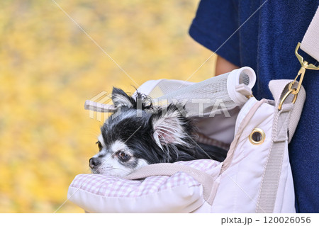 犬用バッグに入った愛犬とイチョウ並木を散歩する飼い主　チワワ　紅葉　 120026056