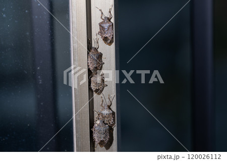 サッシの隙間に潜むクサギカメムシの集団 120026112