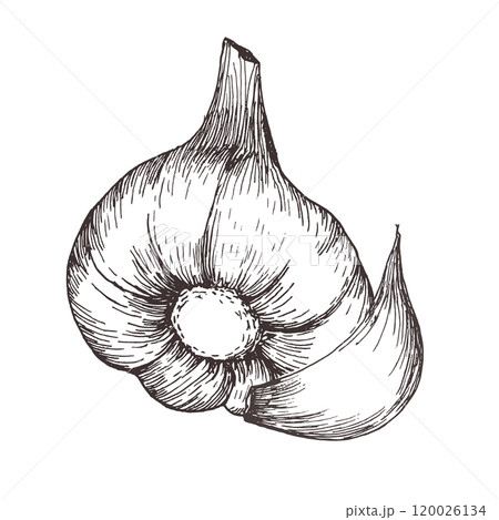 Ink garlic hand drawn vector illustration. Vegan food clipart in line art style. Meal ingredient for dinner, main course addition. White sauce. For product packing, textile, kitchen utensils design Ink garlic hand drawn vector illustration. Vegan food clipart in line art style. Meal ingredient for dinner, main course addition. White sauce. For product packing, textile, kitchen utensils design 120026134