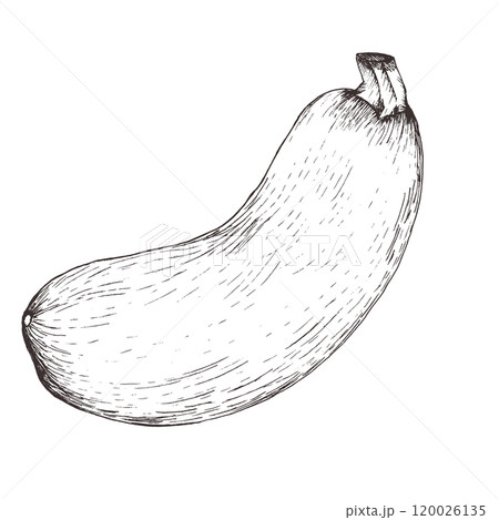 Zucchini vegetable ink graphics illustration. Hand drawn isolated food clipart in monochrome. Vegan element for label ,logo, post design. Food packing Zucchini vegetable ink graphics illustration. Hand drawn isolated food clipart in monochrome. Vegan element for label ,logo, post design. Food packing 120026135