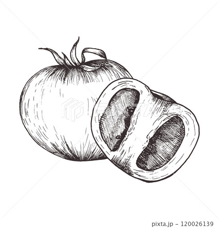 Tomato and slice of tomato ink graphics. Hand drawn vegan composition, vector vegetables illustration for food packing, kitchen utensils, label ,logo design Tomato and slice of tomato ink graphics. Hand drawn vegan composition, vector vegetables illustration for food packing, kitchen utensils, label ,logo design 120026139