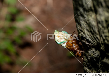 羽化中のアブラゼミ 羽化中のアブラゼミ 120026144