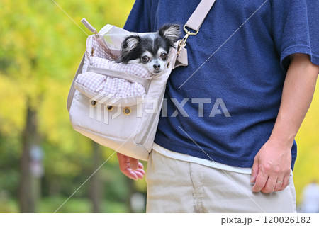 犬用バッグに入る愛犬と紅葉したイチョウ並木を散歩する男性 季節外れの暑さに半袖になる男性 犬用バッグに入る愛犬と紅葉したイチョウ並木を散歩する男性 季節外れの暑さに半袖になる男性 120026182