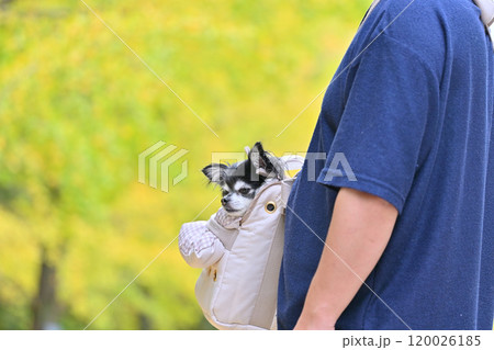 犬用バッグに入る愛犬と紅葉したイチョウ並木を散歩する男性 季節外れの暑さに半袖になる男性 犬用バッグに入る愛犬と紅葉したイチョウ並木を散歩する男性 季節外れの暑さに半袖になる男性 120026185