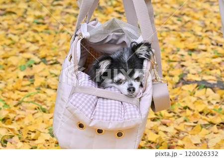 犬用バッグに入るチワワと黄色の絨毯 紅葉し落ちたイチョウの葉をバックに 犬用バッグに入るチワワと黄色の絨毯 紅葉し落ちたイチョウの葉をバックに 120026332