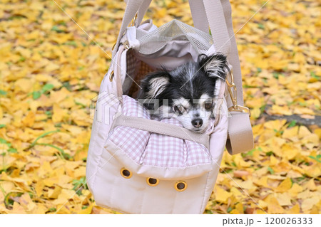 犬用バッグに入るチワワと黄色の絨毯 紅葉し落ちたイチョウの葉をバックに 犬用バッグに入るチワワと黄色の絨毯 紅葉し落ちたイチョウの葉をバックに 120026333