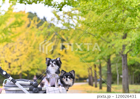 ペットカートでイチョウ並木を散歩する仲良しチワワ ペットカートでイチョウ並木を散歩する仲良しチワワ 120026431