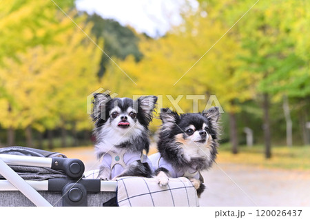 ペットカートでイチョウ並木を散歩する仲良しチワワ ペットカートでイチョウ並木を散歩する仲良しチワワ 120026437