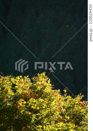 光を浴びるモズ 120026450