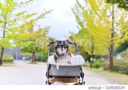 紅葉したイチョウ並木をペットカートで散歩するシニア犬　チワワ　 120026524