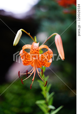 オニユリの花 オニユリの花 120026584