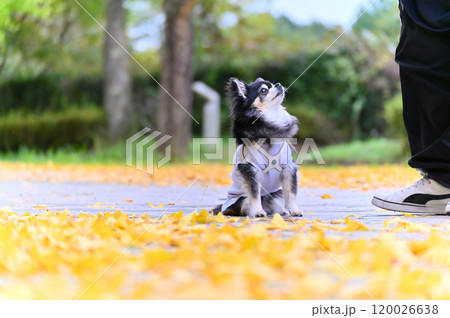 紅葉したイチョウ並木を散歩する女性とチワワ 紅葉したイチョウ並木を散歩する女性とチワワ 120026638