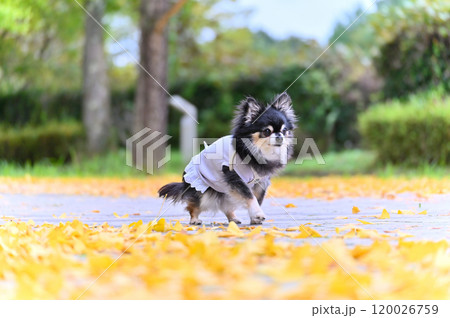 黄色い絨毯の中を散歩する可愛いチワワ イチョウ並木 黄色い絨毯の中を散歩する可愛いチワワ イチョウ並木 120026759