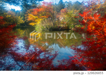 秋の旧軽井沢　雲場池の紅葉 120026855