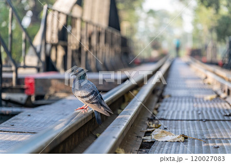 鉄路 線路 鉄道 120027083