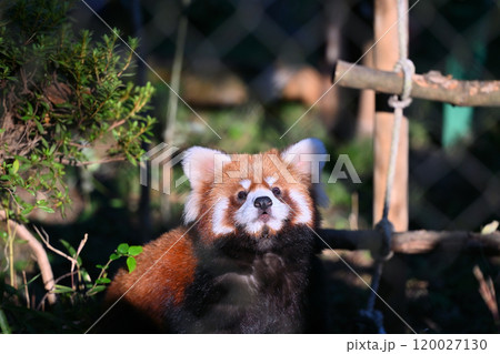 かわいいレッサーパンダのアップ　 120027130