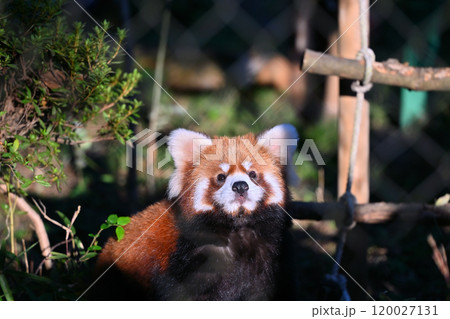 かわいいレッサーパンダのアップ　 120027131
