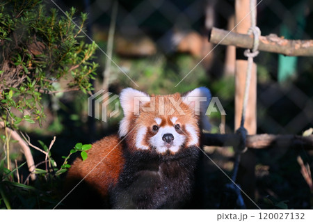 かわいいレッサーパンダのアップ かわいいレッサーパンダのアップ 120027132
