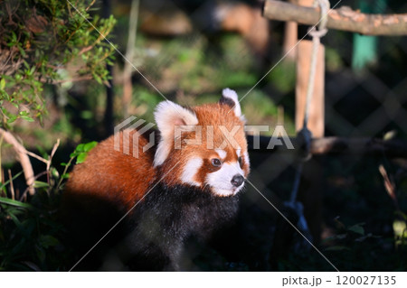かわいいレッサーパンダのアップ　 120027135
