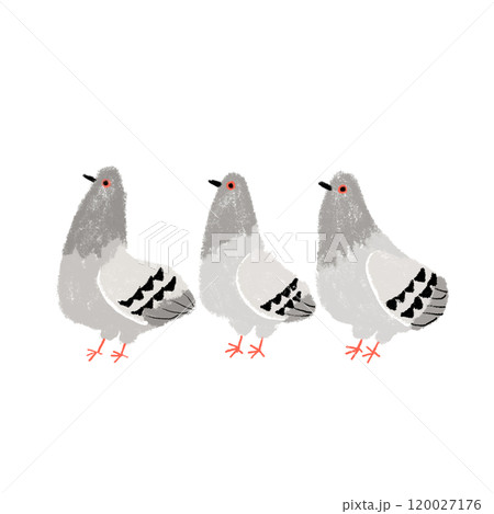 横向きの鳩3羽 横向きの鳩3羽 120027176