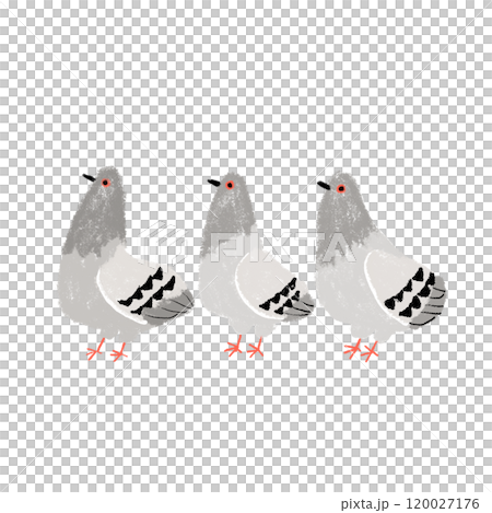 横向きの鳩3羽 横向きの鳩3羽 120027176