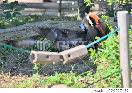 かわいいレッサーパンダのアップ　 120027177