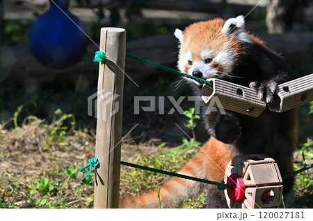 かわいいレッサーパンダのアップ　 120027181