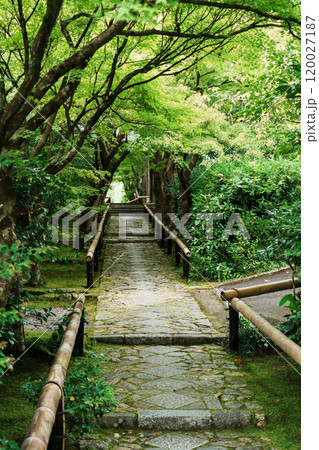 緑に覆われた光悦寺の参道 120027187