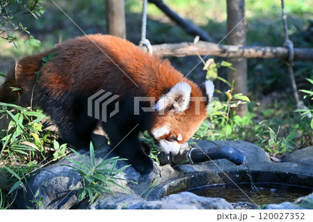 水を飲むレッサーパンダ 120027352