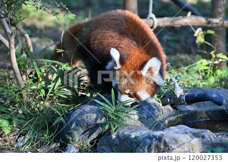 水を飲むレッサーパンダ 水を飲むレッサーパンダ 120027353