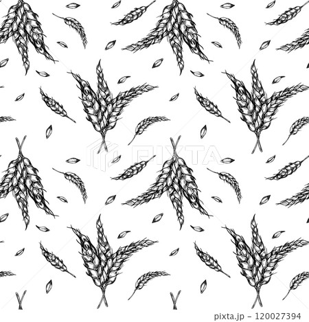 Bunch of wheat ears on stem black white graphic vector seamless pattern isolated. Repeated botanical texture of spikelet rye, barley monochrome hand drawn by ink for design bakery, natural product. 120027394